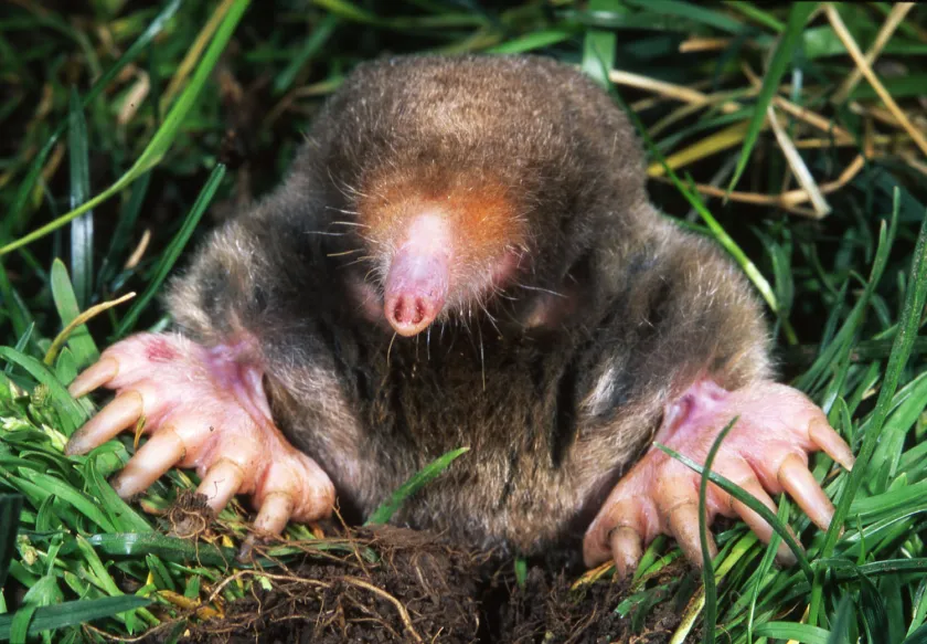 Close-up photo of a small mole emerging from soil in green grass, showing pink claws and snout