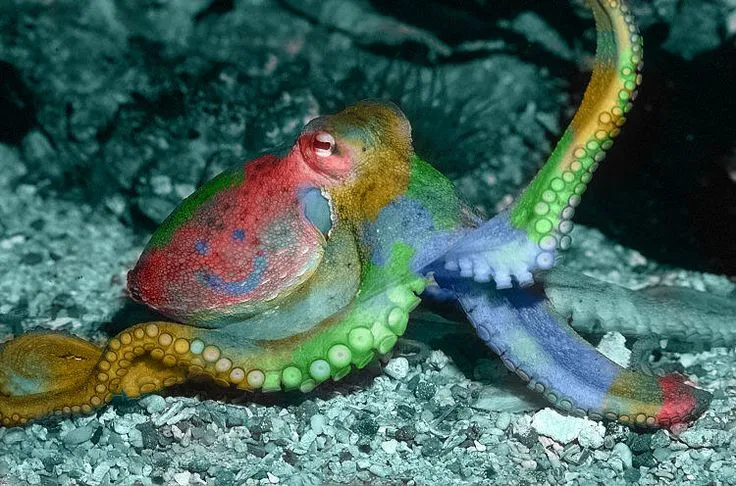 Close-up underwater photo of a colorful octopus resting on a sandy seabed, in muted red, green, blue and yellow tones, calm mood