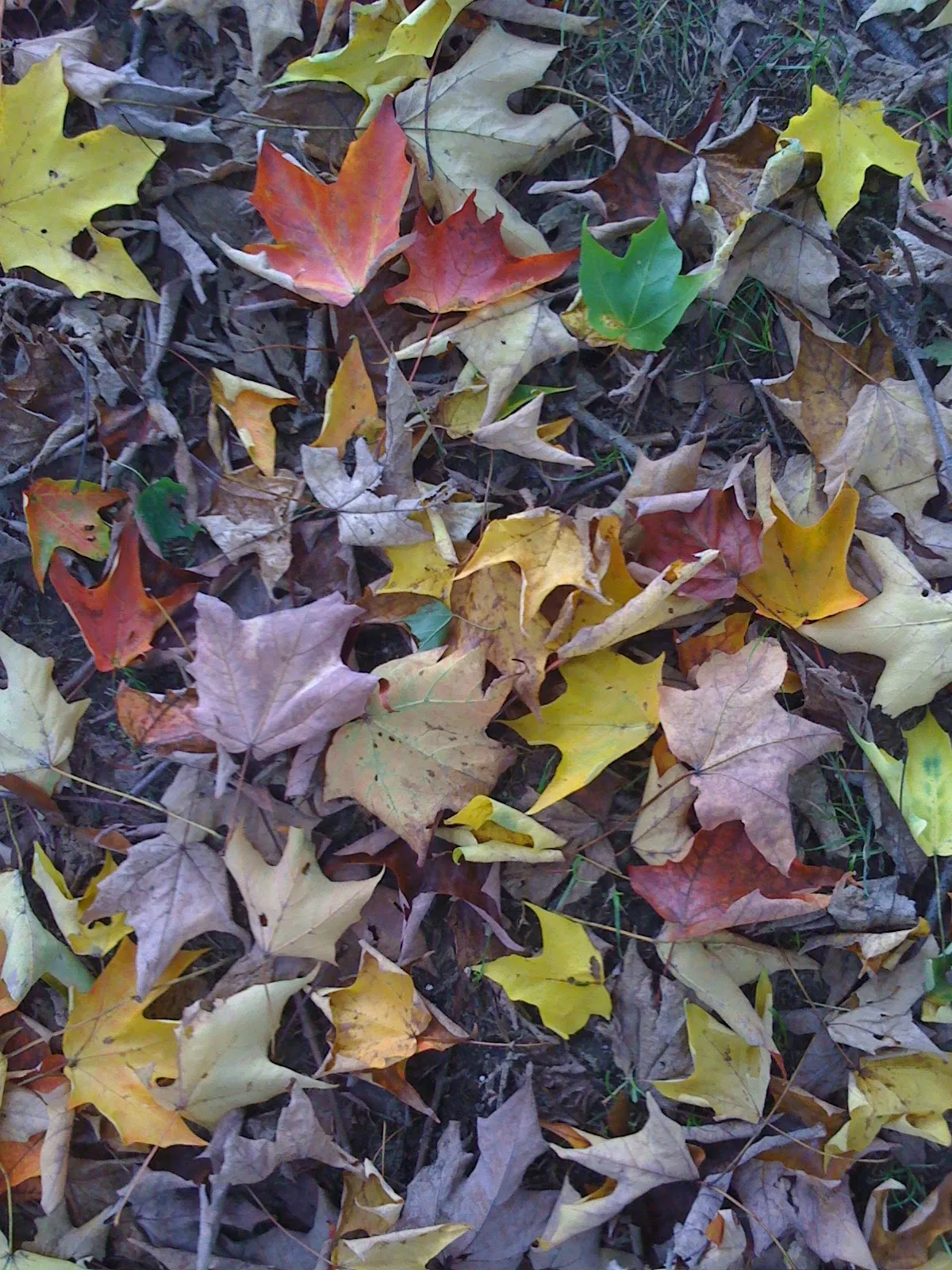 Ground covered in colorful fallen autumn leaves in red, orange, yellow and brown tones